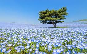 Hitachi Seaside Park