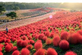 Hitachi Seaside Park di Jepang