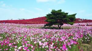 Hitachi Seaside Park