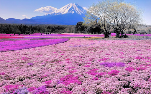 Hitachi Seaside Park di Jepang