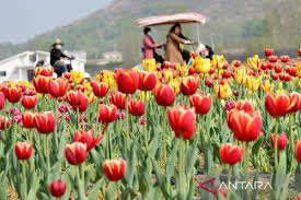 Taman Bunga Tulip di China