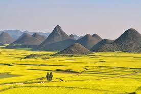 Canola Flowers Field