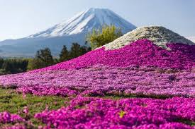 Fuji Shibazakura Flower