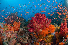 Laut Raja Ampat