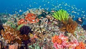 Taman Laut Komodo