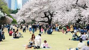 Taman Shinjuku Gyoen: Oase Hijau di Tengah Kota Tokyo