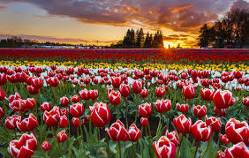 Taman Bunga Tulip Belanda: Keajaiban Warna yang Mendunia