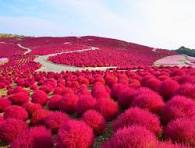 Taman Bunga Mawar Merah: Destinasi Romantis Penuh Warna dan Wangi di Tengah Kota