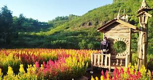 Taman Bunga Celosia