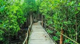 Taman Hutan Bakau