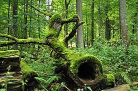 Taman Nasional Białowieża