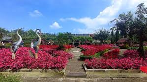 Taman Bunga Begonia