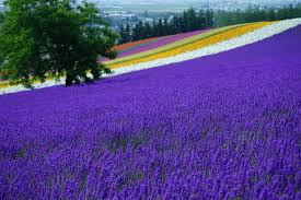 Taman Bunga Lavender
