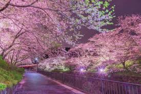 Taman Sakura