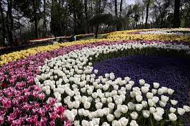 Bunga Tulip