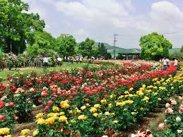 Menyusuri Keindahan RSK Rose Garden: Surga Bunga Mawar di Tengah Alam yang Tenang