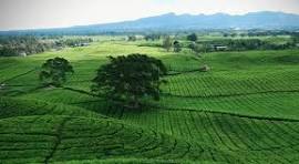 Taman Hijau Pegunungan Sidamanik