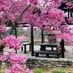 Taman Bunga Sakura