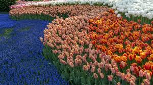 Taman Bunga Tulip Turki: Surga Musiman yang Menawan di Tengah Pesona Istanbul