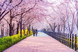 Keindahan Taman Musim Semi di Korea